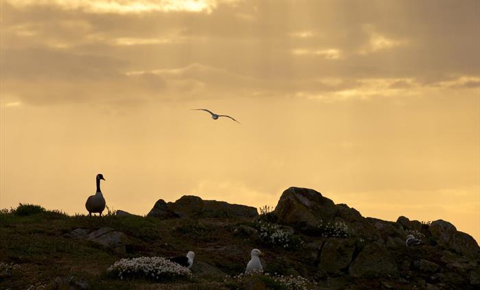 Wildlife